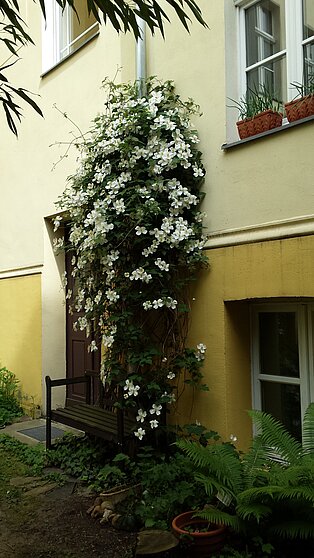 Hof der Praxis im Bambusgarten mit Kletterpflanzen